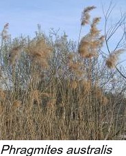 Phragmites australis